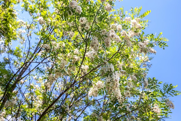 Flor de alfarroba negra robinia pseudoacacia ramo de acácia com floração abundante de robinia pseudoacacia