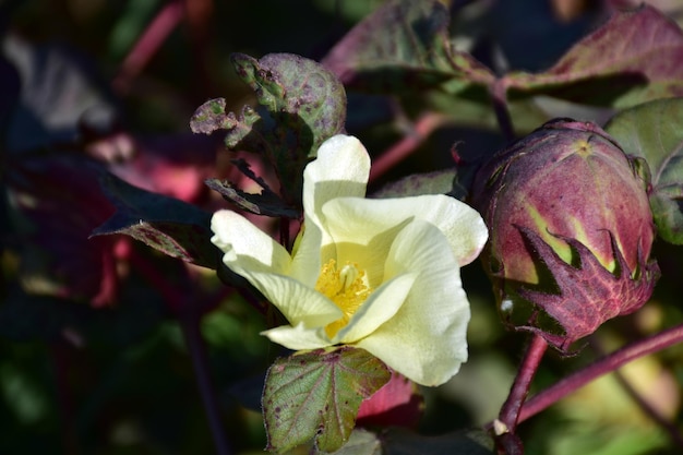 Flor de algodão e capulho