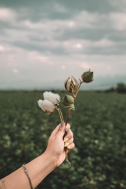 Foto flor de algodão nas mãos de uma mulher flor de algudão aberta com fundo de campo de algodã cama aberta