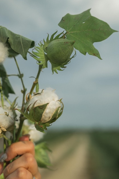 Flor de algodão nas mãos de uma mulher flor de algudão aberta com fundo de campo de algodã cama aberta