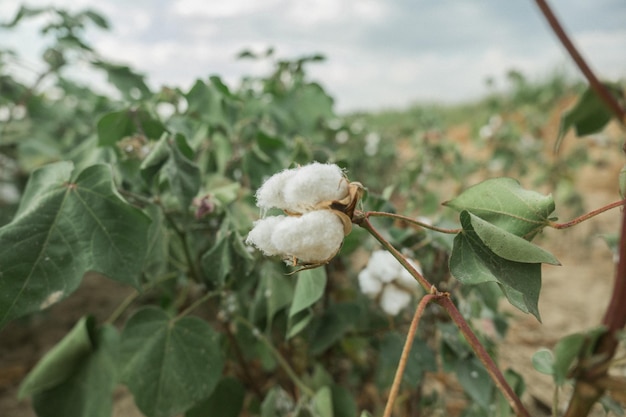 Foto flor de algodão nas mãos de uma mulher flor de algudão aberta com fundo de campo de algodã cama aberta