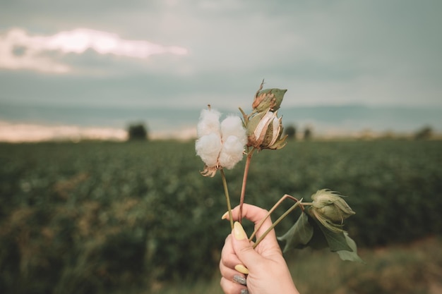 Foto flor de algodão nas mãos de uma mulher flor de algudão aberta com fundo de campo de algodã cama aberta