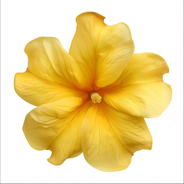 Flor de Allamanda com cor amarela dourada e em forma de trombeta Clipart isolado em branco BG Natural