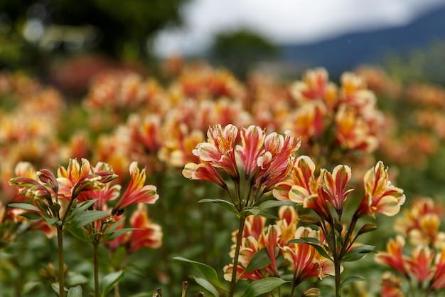 Flor de Alstroemeria amarela, lírio peruano ou lírio dos incas