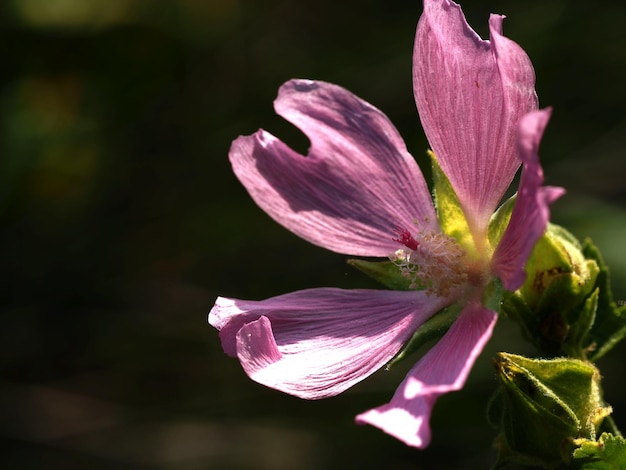 Flor de Althaea nos raios do sol de verão da manhã