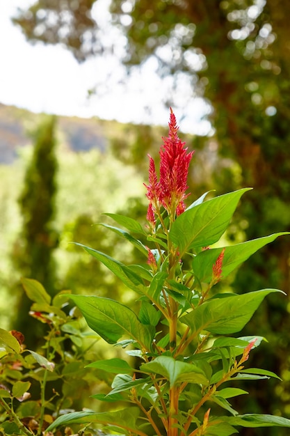 Flor de amaranto entre as árvores