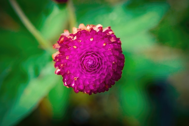 Flor de amaranto globo fechar macro foto premium