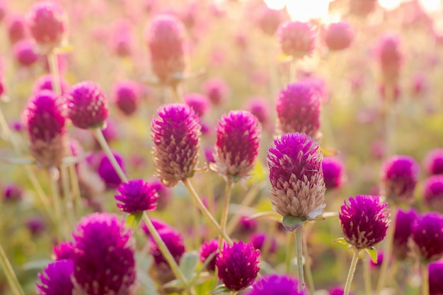 Flor de amaranto roxo no jardim com luz solar justa