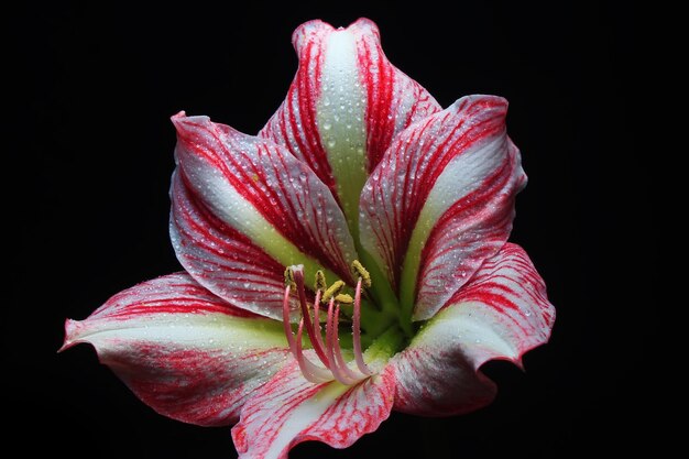 Flor de amarílis de listras rosa em fundo preto