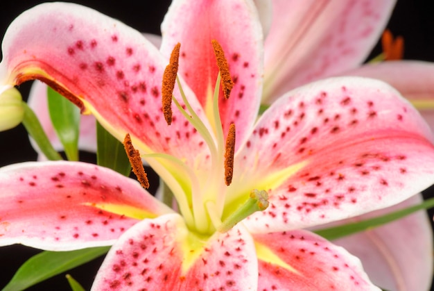 Flor de Amarilis em fundo preto.