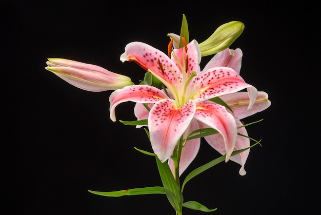 Flor de Amarilis em fundo preto.