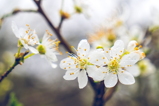 Flor de ameixa branca com gotas de orvalho pela manhã