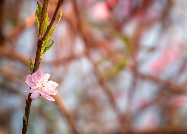 Flor de ameixa chinesa rosa