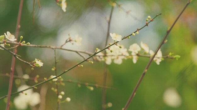 Flor de ameixa flor de cerejeira em flor no início da primavera ramo de amêijoa com flores