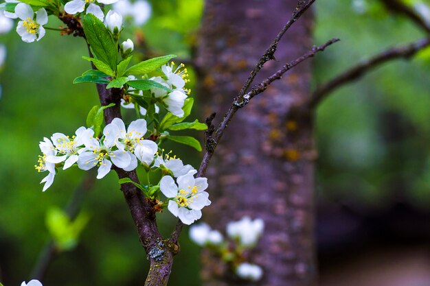 Flor de ameixa na primavera