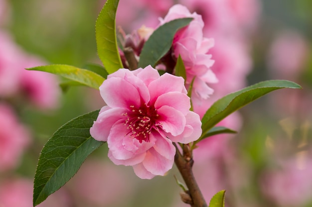 Flor de ameixa