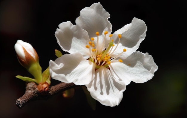 Flor de amêndoa IA IA generativa