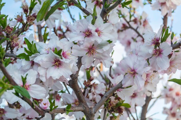 Flor de amêndoa na primavera