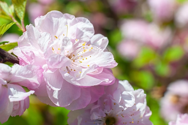 Flor de amêndoa rosa delicada à luz do sol Foco seletivo na flor de sakura na primavera vegetativa
