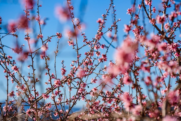 Flor de amendoeira vibrante na primavera