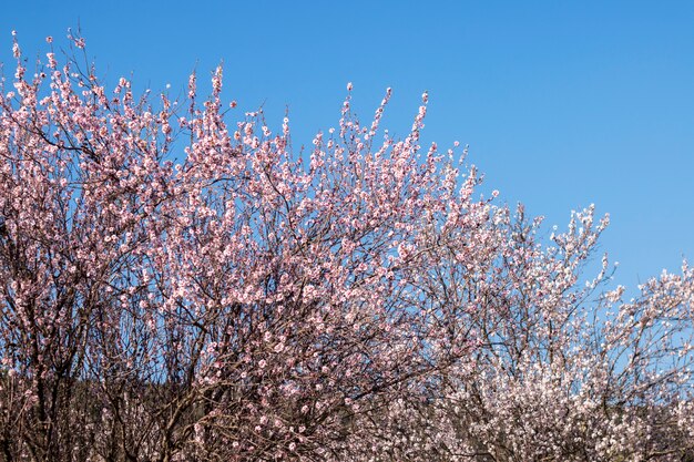 Flor de amendoeira