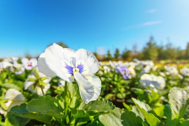 Flor de amor-perfeito de perto, amor-perfeito azul e branco no jardim