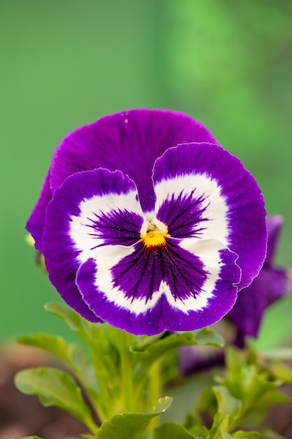 Flor de amor perfeito violeta em uma macro fotografia de fundo verde Flores silvestres com pétalas roxas