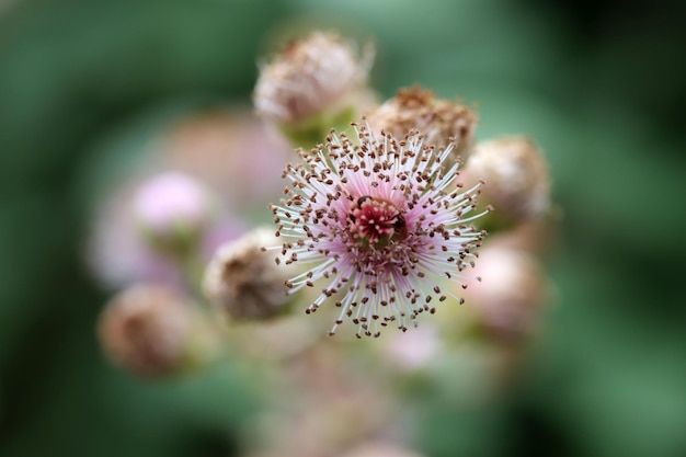 Flor de amora silvestre Flor rosa