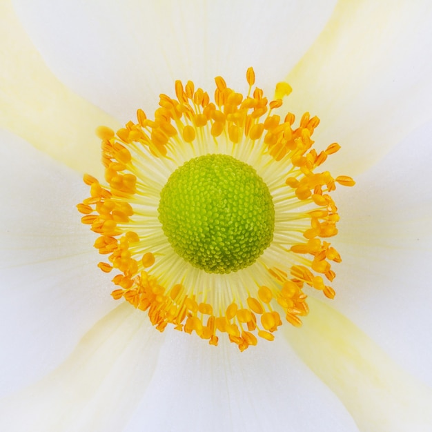 Flor de anêmona branca de outono vista de cima