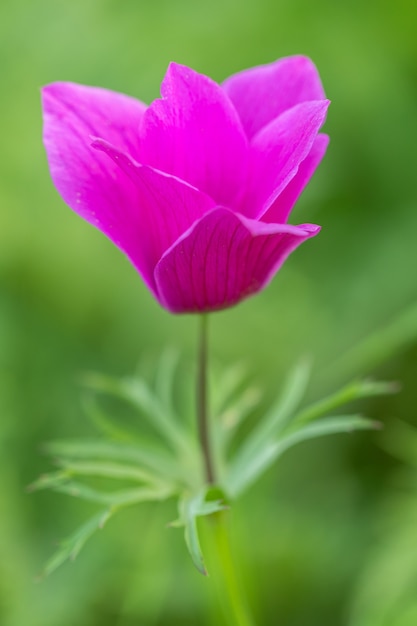 Flor de anêmona roxa e folhagem sobre fundo brilhante.