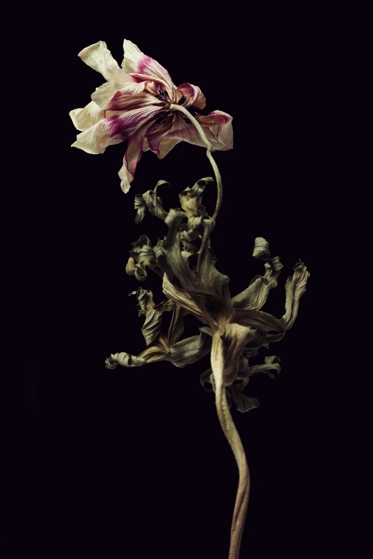 Flor de anêmona seca em um fundo preto