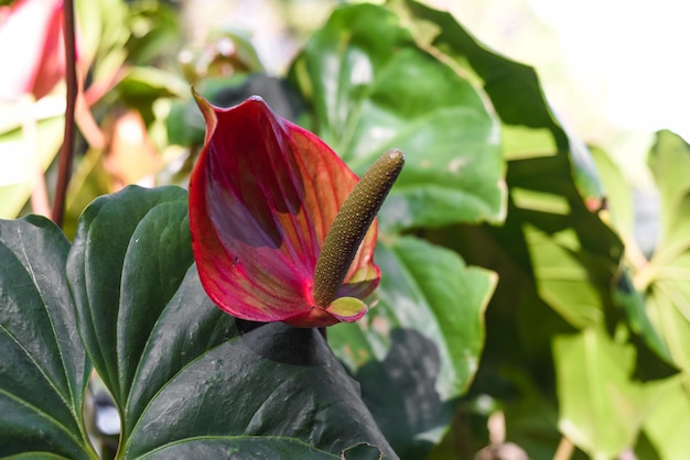 Flor de Anthurium Cavalli fechar