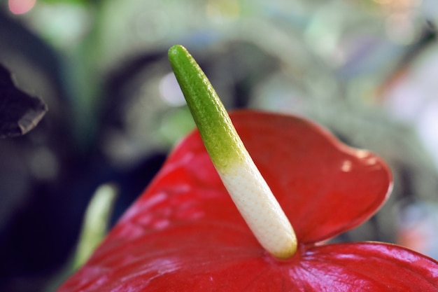 Flor de anthurium vermelho