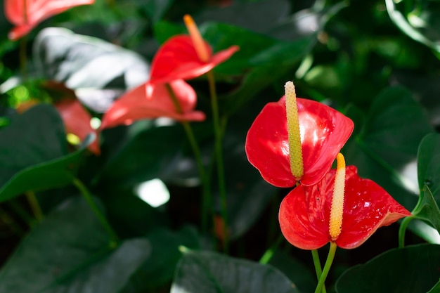 Flor de antúrio-de-rosa e folhas verdes no jardim