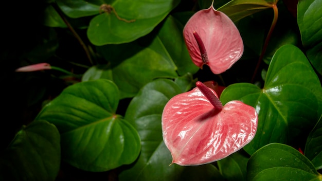 Foto flor de antúrio exótico rosa na selva