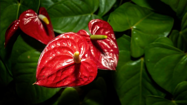 Flor de antúrio exótico vermelho na selva