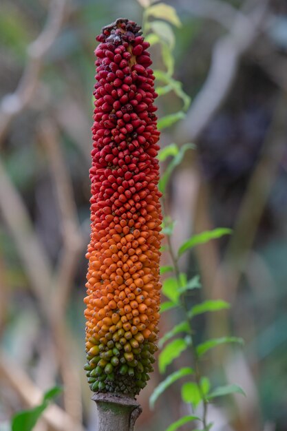 Flor de antúrio