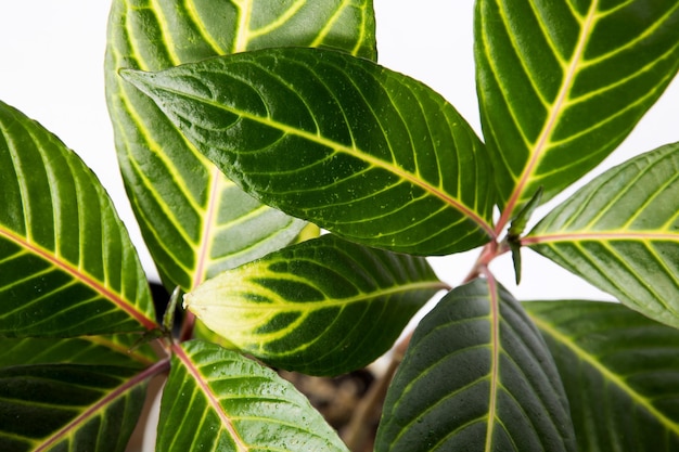 Foto flor de aphilandra da planta em casa isolada no fundo branco