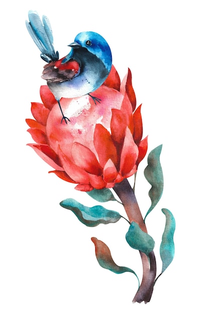 Flor de aquarela Uma grande protea vermelha com um pequeno pássaro azul