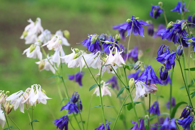 Flor de Aquilegia alpina lindo fundo floral Fundo natural no jardim de verão