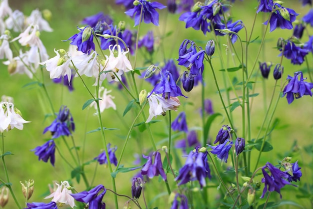 Flor de Aquilegia alpina lindo fundo floral Fundo natural no jardim de verão