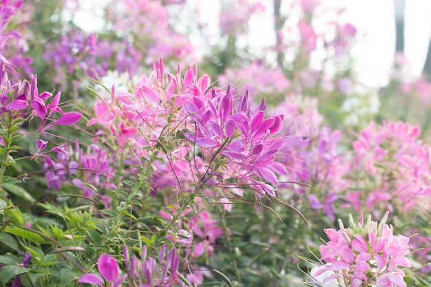 Flor de aranha (Cleome hassleriana) no jardim para plano de fundo