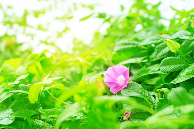 Flor de arbustos verdes naturais deixa na luz solar Foco seletivo de fundo rico e brilhante