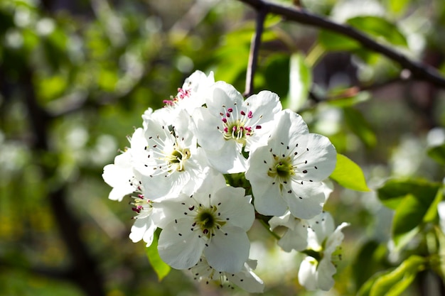 flor de árvore branca de perto