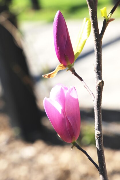 flor de árvore de magnólia na primavera flores rosa macias banhando-se na luz do sol