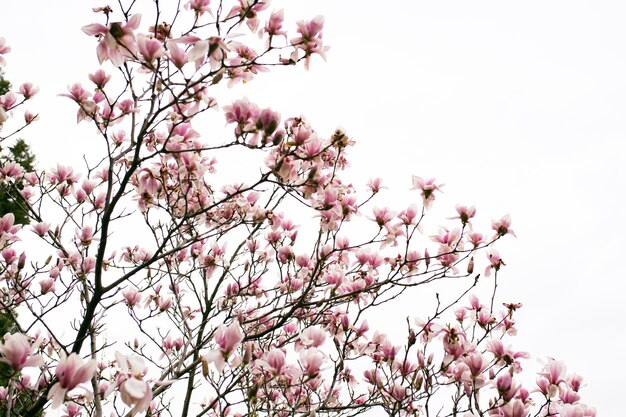 Flor de árvore de magnólia na primavera Fundo do conceito de primavera perfeita