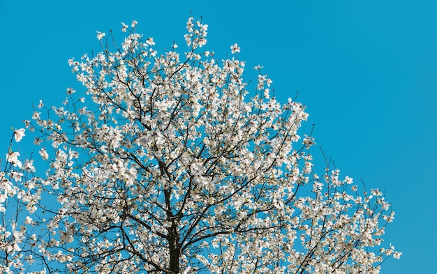 Flor de árvore de magnólia