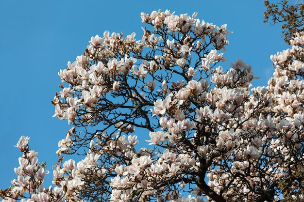 Flor de árvore de magnólia