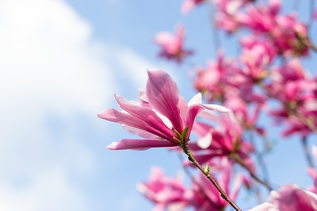 Flor de árvore de magnólia