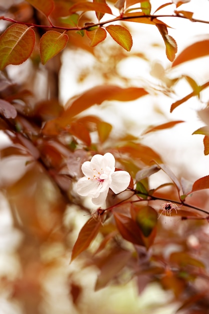 Foto flor de árvore-de-rosa no jardim. primavera linda